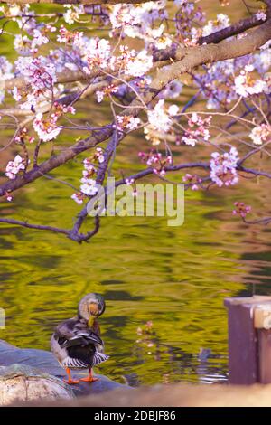 Sakura e anatra immagine Foto Stock