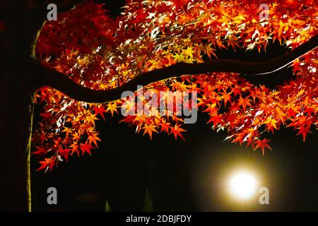 Foglie d'autunno illuminate dalla luce Foto Stock