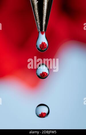 Una rosa rossa rifratta attraverso gocce di acqua proveniente dal rubinetto Foto Stock
