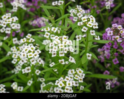 Primo piano del famoso giardino annuale alyssum (Alyssum montanum) fiore bianco. Foto Stock