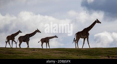 Silhouette di African Giraffe camminando sul crinale Top con Le nuvole dietro Foto Stock