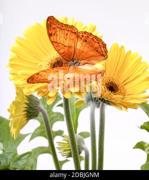 Cruiser Butterfly Vindula Erota su Yellow Gerbera Daisy Foto Stock