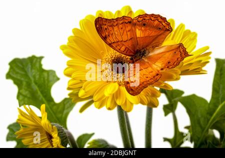 Cruiser Butterfly Vindula Erota su Yellow Gerbera Daisy Foto Stock