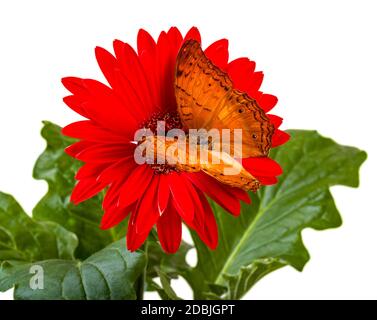 Cruiser Butterfly Vindula Erota su Red Gerbera Daisy Foto Stock
