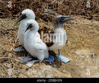 Femmina adulta blue footed booby con due quasi completamente cresciuti pulcini Foto Stock