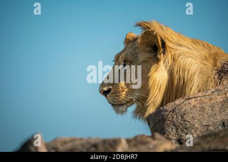 Close-up di leone maschio giacente su roccia Foto Stock