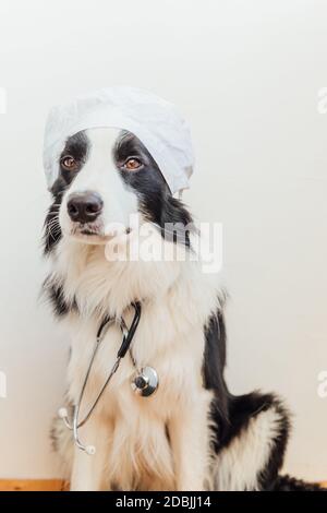 Cucciolo cane bordo collie con stetoscopio vestito in costume medico su sfondo bianco parete interna. Piccolo cane alla reception presso il medico veterinario in clinica di veterinario. PET salute e animali concetto Foto Stock