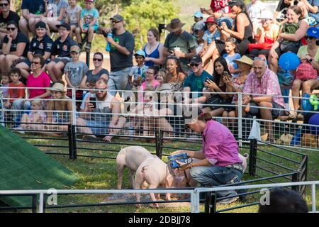 Darwin,NT,Australia-Luglio 27,2018: Persone che guardano le gare di maiale con l'allenatore premiando i maiali al Royal Show di Darwin Foto Stock