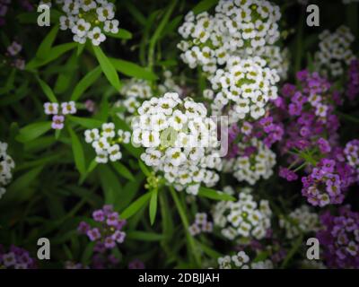 Primo piano di un mazzo di piccoli fiori bianchi e violetti di Alyssum (Alyssum montanum) su sfondo verde. Foto Stock