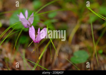 Cyclamen alpinum in autumn in the alps Foto Stock