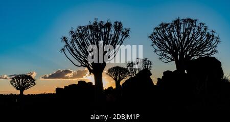 Quivertrees sono unici per i deserti della Namibia Foto Stock