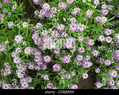 Mazzo di un piccolo bianco e viola Alyssum (Alyssum montanum) fiori in giardino. Bella Alyssum su sfondo verde. Foto Stock