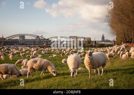 Pecore sul fiume Reno floodplain nel distretto di poll, sullo sfondo la cattedrale, Colonia, Germania. Schafe auf den Rheinwiesen in Poll, im H. Foto Stock