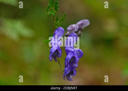 Aconitum napellus in autunno nelle alpi Foto Stock