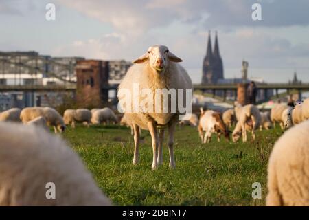 Pecore sul fiume Reno floodplain nel distretto di poll, sullo sfondo la cattedrale, Colonia, Germania. Schafe auf den Rheinwiesen in Poll, im H. Foto Stock