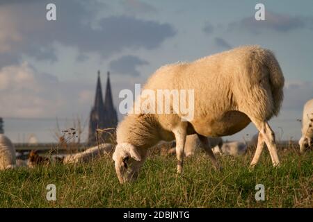 Pecore sul fiume Reno floodplain nel distretto di poll, sullo sfondo la cattedrale, Colonia, Germania. Schafe auf den Rheinwiesen in Poll, im H. Foto Stock