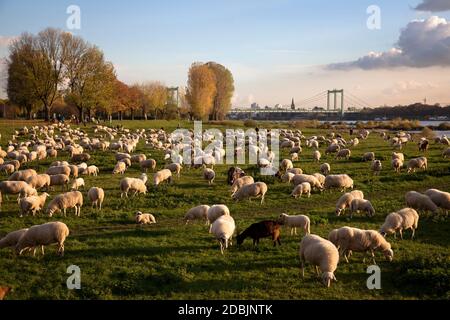 Pecore sul fiume Reno floodplain nel distretto di poll, sullo sfondo il ponte Rodenkirchener, Colonia, Germania. Schafe auf den Rheinwiesen i Foto Stock