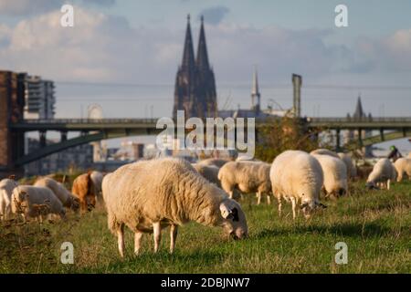 Pecore sul fiume Reno floodplain nel distretto di poll, sullo sfondo la cattedrale, Colonia, Germania. Schafe auf den Rheinwiesen in Poll, im H. Foto Stock