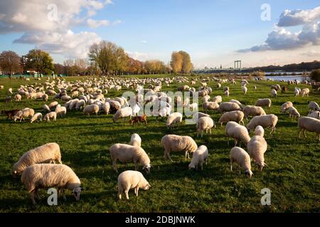 Pecore sul fiume Reno floodplain nel distretto di poll, sullo sfondo il ponte Rodenkirchener, Colonia, Germania. Schafe auf den Rheinwiesen i Foto Stock