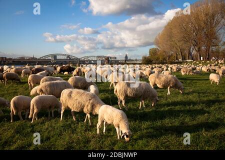 Pecore sul fiume Reno floodplain nel distretto di poll, sullo sfondo la cattedrale, Colonia, Germania. Schafe auf den Rheinwiesen in Poll, im H. Foto Stock