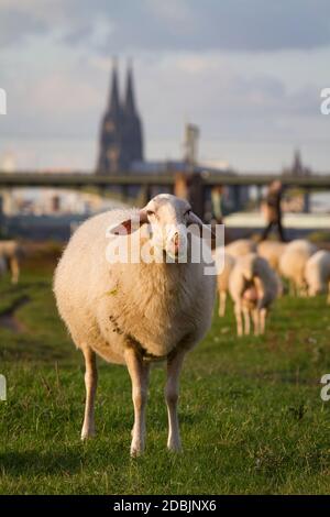 Pecore sul fiume Reno floodplain nel distretto di poll, sullo sfondo la cattedrale, Colonia, Germania. Schafe auf den Rheinwiesen in Poll, im H. Foto Stock