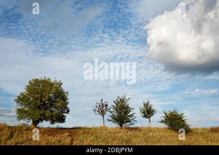 Cinque alberi frondosi si ergono su un bordo d'erba, nel cielo una formazione impressionante di nubi e strati di nuvole con le nuvole di velo - posizione: Germania, Dresda, gonna Foto Stock