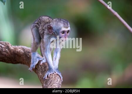 Una piccola scimmia cammina lungo un ramo Foto Stock