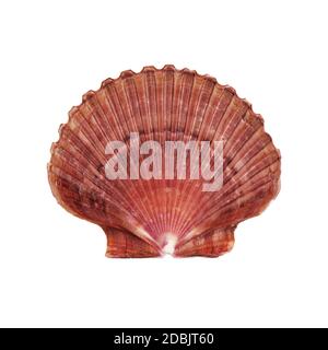 Una conchiglia di Scallop di mare profondo Atlantico su bianco con ritaglio percorso Foto Stock