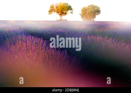 Campo di lavanda, Brihuega, provincia di Guadalajara, Castilla la Mancha, Spagna Foto Stock