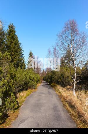 Stretta strada asfaltata attraverso la foresta di montagna, Jizera River Valley, Polonia Foto Stock