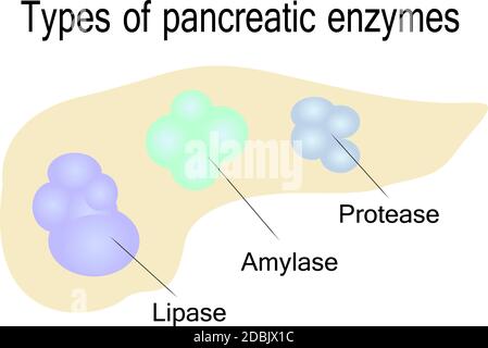 Tipi di enzimi pancreatici illustrazione vettoriale su sfondo bianco Foto Stock