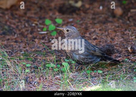 Femmina uccello nero comune alla ricerca di cibo in un giardino Foto Stock