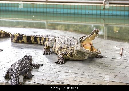 Coccodrillo zoo a Pattaya, Thailandia in una giornata estiva Foto Stock