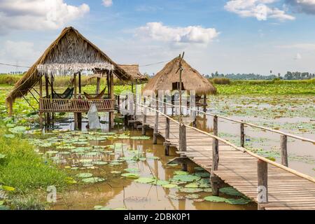 SIEM REAP, CAMBOGIA - 11 GIUGNO 2018: Fattoria di loto vicino Siem Reap, Cambogia in una giornata estiva Foto Stock