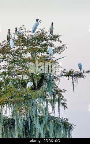 Uccelli che si aggirano sull'albero al crepuscolo, Wewahitchka, Florida, USA Foto Stock