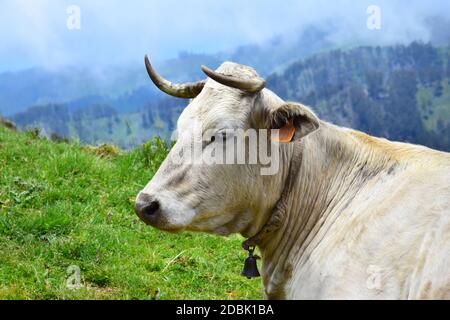 Ritratto di una mucca color crema con corna, con un campanaccio. Paesaggio sullo sfondo. Madera, Portogallo. Foto Stock