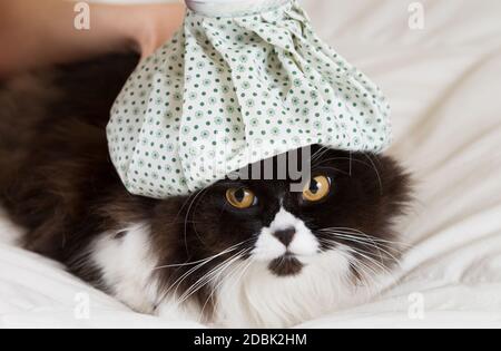 Gatto persiano flu e bottiglie di acqua calda sulla testa Foto Stock