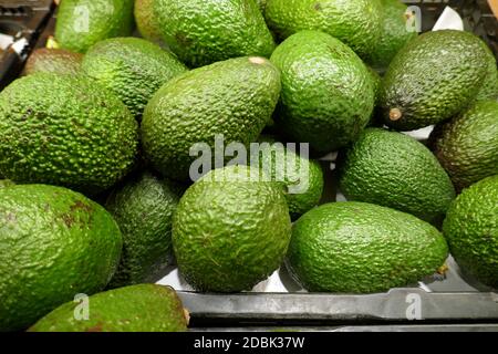 Persea americana Foto Stock