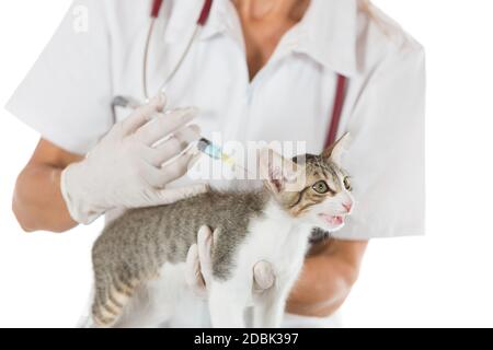 Immissione in commercio di un vaccino veterinario iniezione per un gatto presso la clinica Foto Stock