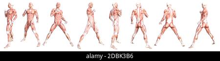 Anatomia concettuale sano skinless sistema muscolare del corpo umano set. Giovane adulto atletico che posa per l'educazione, lo sport di fitness, la medicina Foto Stock