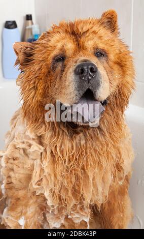 Bagno di bolle un bel cane Chow Chow Foto Stock