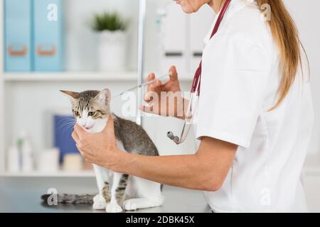 Immissione in commercio di un vaccino veterinario iniezione per un gatto presso la clinica Foto Stock