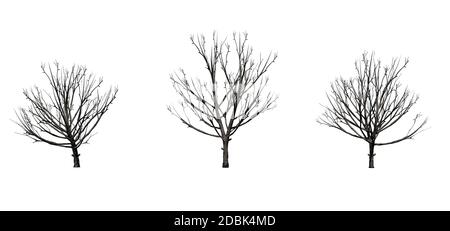 Set di Bradford Pear Trees in inverno - isolato su sfondo bianco Foto Stock