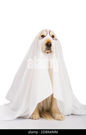 Il Golden Retriever cane vestito come un fantasma Foto Stock