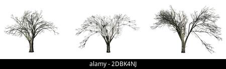 Set di alberi di olmo americani in inverno - isolati su sfondo bianco Foto Stock