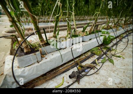 Vegetali per hydroponics. I peperoni campanili coltivati in contenitori speciali in aziende agricole intelligenti con sistemi idroponici sono moderni per la salute e quali Foto Stock