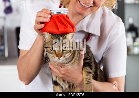 Influenza di gatto e una bottiglia di acqua calda sulla testa Foto Stock