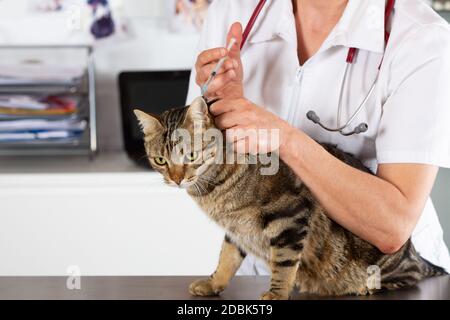 Immissione in commercio di un vaccino veterinario iniezione per un gatto presso la clinica Foto Stock