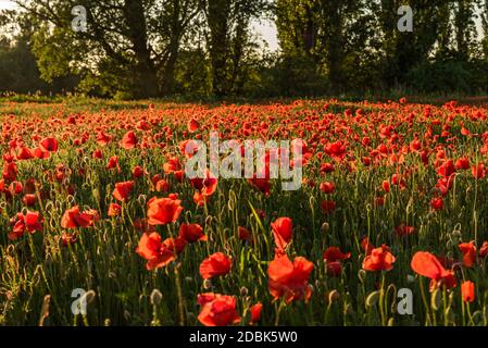 Campo di papavero rosso in fiore nella luce della sera Foto Stock