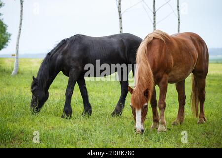 Gruppo di due cavalli in piedi sul pascolo Foto Stock